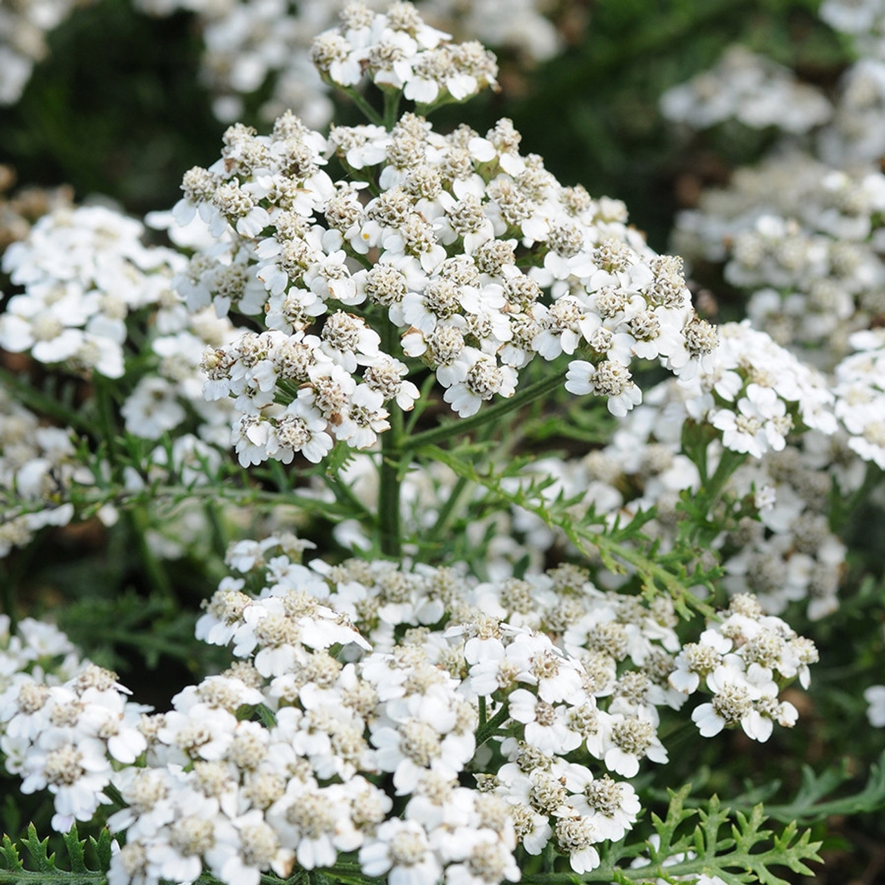 Achillea New Vintage White liners from Emerald Coast Growers