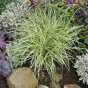 Carex Evergold liners from Emerald Coast Growers