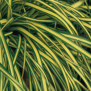 Carex Evergold liners from Emerald Coast Growers
