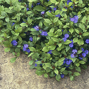 Ceratostigma plumbaginoides liners from Emerald Coast Growers