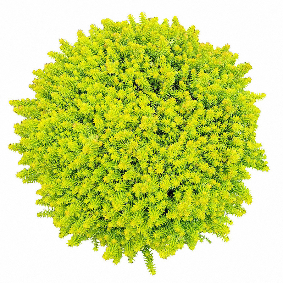 Sedum SunSparkler Angelinas Teacup liners from Emerald Coast Growers