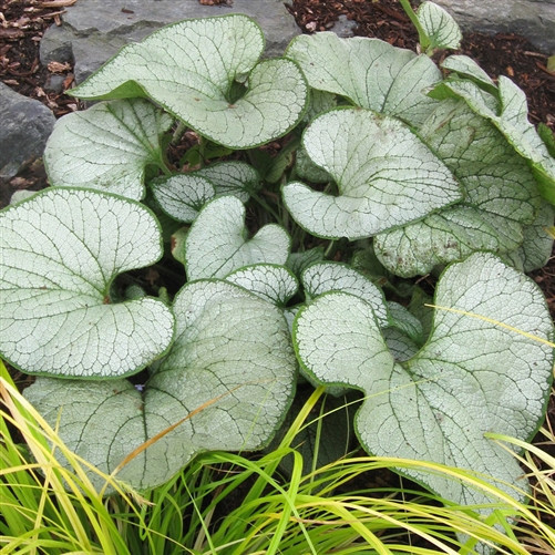 Brunnera Garden Candy Silver Heart liners from Emerald Coast Growers