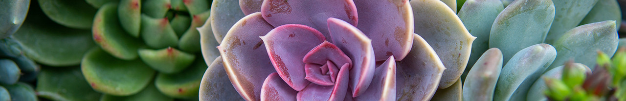 Indoor Succulents Indoor Succulents