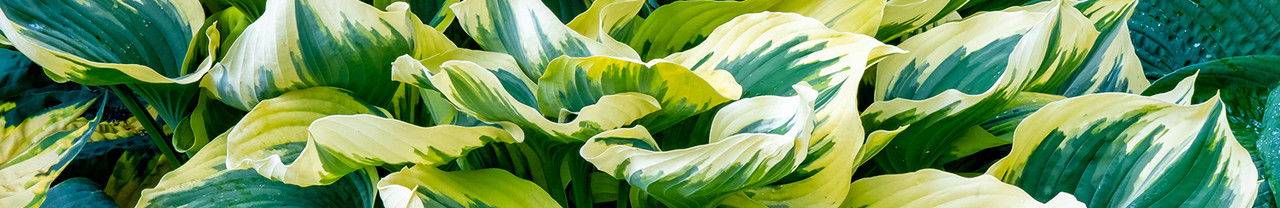 Hosta