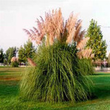 Cortaderia selloana - A Southern Staple. 