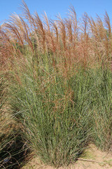 Miscanthus sinensis Scout™ - Earns a "Good Behavior" Badge!