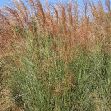 Miscanthus sinensis Scout™ Earns a “Good Behavior” Badge!