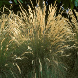 AND NOW FOR SOMETHING JUST DIFFERENT ENOUGH...Festuca Eilers Beauty™