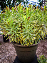 Tie One On! Euphorbia xmartinii ‘Ascot Rainbow’ PP21401