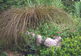 Carex Takes the Bronze — And Steals the Show