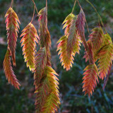 Chasmanthium latifolium “Northern sea oats”