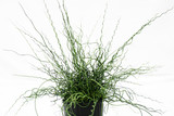 Rush! It's Time for a Twist.  Juncus