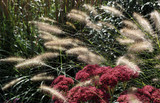 Warm Season Grass - Pennisetum alopecuroides