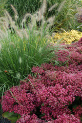 A SUPERB SUCCULENT SELECTION – ON SALE! (World-class, award-winning Sedum) 