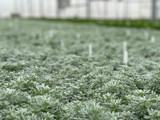 Artemisia, "A Garden Designer's Blue Ribbon Winner" 