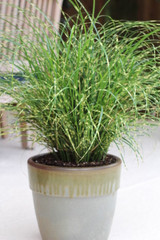 Get Connected! Miscanthus sinensis Bandwidth™