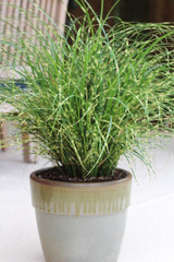 Get Connected!  Infertile Miscanthus sinensis