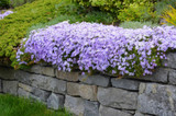 Jeepers... Colorful Creepers! Phlox subulata
