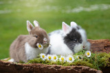 Which is Cuter? Buttons, or bunny tails? (Pennisetum m. Red Buttons) 