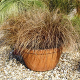 Carex Brings Brawn to Bronze