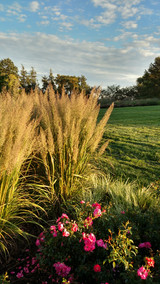 A Calamagrostis Built for Summer!