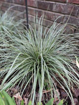 Elevate with Ever-Color® - Carex oshimensis Evercolor® Series