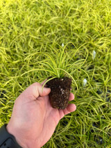 Get an Edge with Easy Growing Carex EverColor 