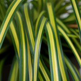 Culture Tips for Carex oshimensis