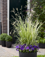 Shooting Star Grass, Flowers that Shine Like Stars! 