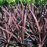 It’ll Fit You to a Ti! Cordyline australis