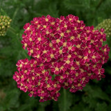 Achillea Desert Eve™ series