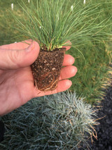 AND NOW FOR SOMETHING JUST DIFFERENT ENOUGH...Festuca Eilers Beauty™