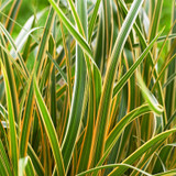 We're big on small grasses! Carex EverColor Series®