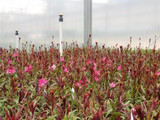 GAURA lindheimeri The Wand Flower: Garden Magic!