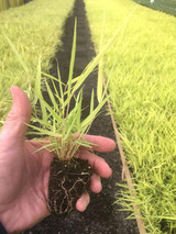 Plant It Where the Sun Don't Shine (Hakonechloa macra)