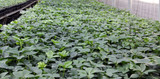 Availability Alert! Helleborus xhyb. Walberton's® Ivory Prince®