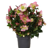 Helleborus - The Sparkle Series