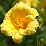 Greek Name. Asian Roots. All-American Breeding.- Hemerocallis 