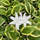 The Other Half of Hot Hosta Hits