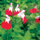 Try A Little Tenderness  (Ruellia and  Salvia) 