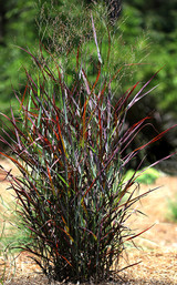 Switch On Year-Round Interest with Native Powerhouse - Panicum virgatum