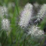 Well-Behaved Fountain Grasses ~ Infertile Pennisetum alopecuroides