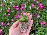 GARDENS OF THE GODS  Dianthus 