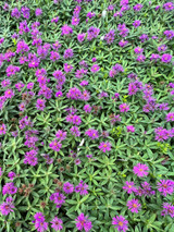 No Sympathy for Symphyotrichum - Aster novae-angliae ‘Grape Crush’ & ‘Purple Dome’