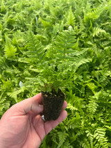 Survival of the Fittest: Ferns