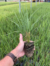 Cool Season Calamagrostis 'Karl Foerster'