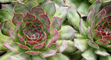 SEMPERVIVUM Hen & chicks, house leeks, cat & kittens, etc... 