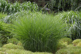 Miscanthus s. 'Gracillimus' ~ Maiden Grass 