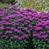 Sweeten up Sales with Monarda Sugar Buzz®