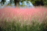 A Sparkling Garden Beauty  (Muhlenbergia)